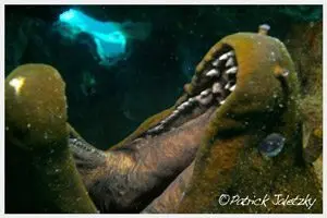 Giant moray eel close-up on scuba dive in Rarotonga