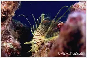 Yellow juvenile lionfish on scuba diving trips in Rarotonga