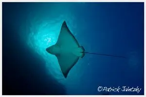 Spotted eagle ray on dive course in Rarotonga