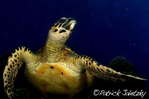 Cook Islands Hawksbill Turtle