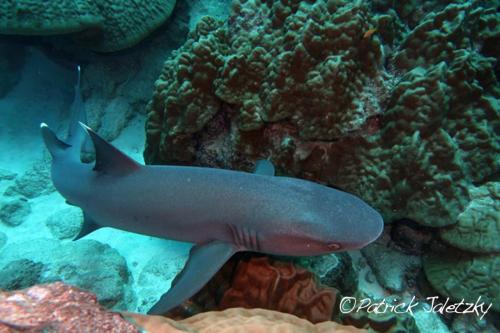 Whitetip reefshark Rarotonga